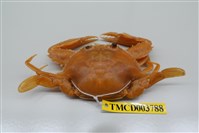 藏品(漢氏梭子蟹)的圖片